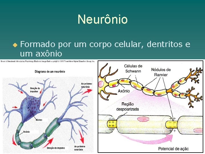 Neurônio u Formado por um corpo celular, dentritos e um axônio 