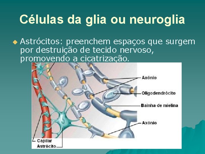 Células da glia ou neuroglia u Astrócitos: preenchem espaços que surgem por destruição de