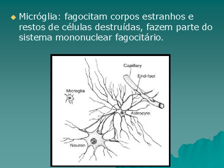 u Micróglia: fagocitam corpos estranhos e restos de células destruídas, fazem parte do sistema