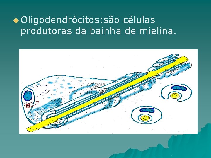 u Oligodendrócitos: são células produtoras da bainha de mielina. 