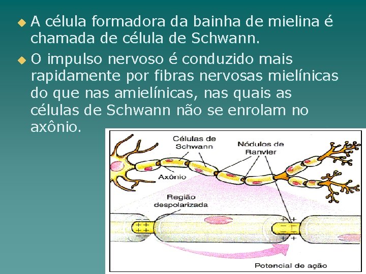 A célula formadora da bainha de mielina é chamada de célula de Schwann. u