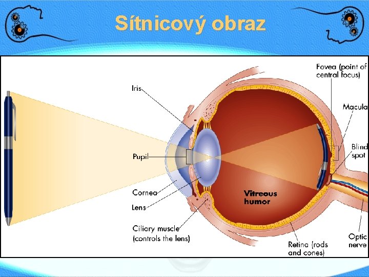 Sítnicový obraz 