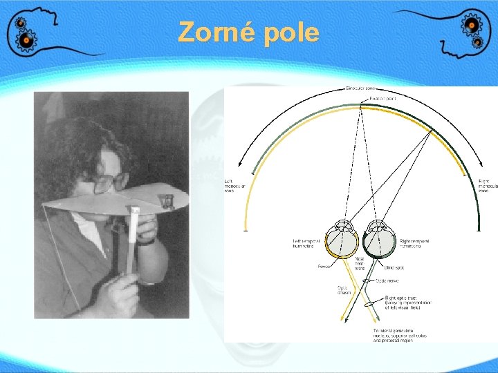 Zorné pole Šířka zorného pole * Jedno oko: 160° (š) x 175° (v) *