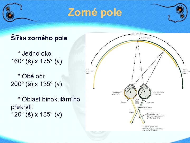 Zorné pole Šířka zorného pole * Jedno oko: 160° (š) x 175° (v) *