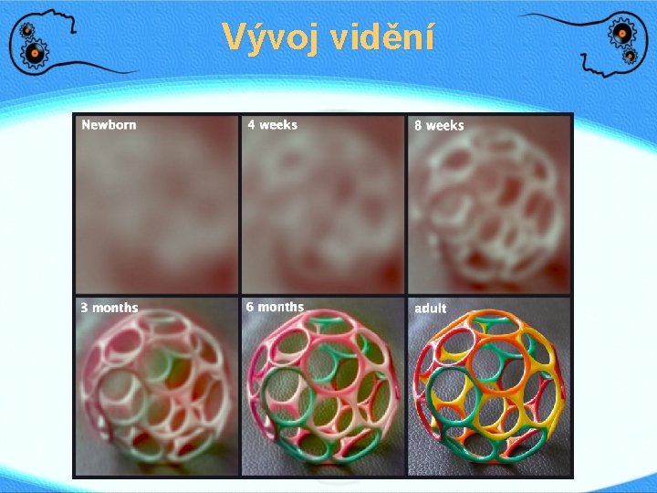 Vývoj vidění 