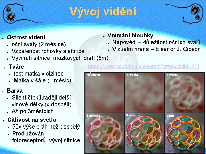 Vývoj vidění ● Vnímání hloubky Ostrost vidění ● Nápovědi – důležitost očních svalů ●