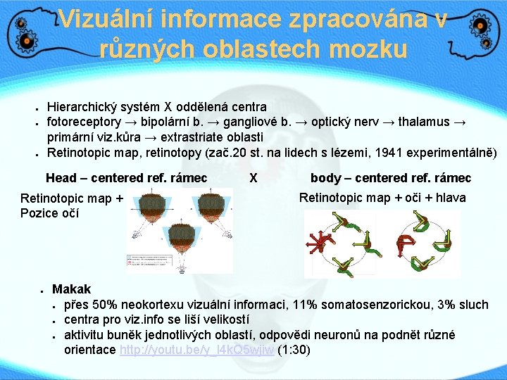 Vizuální informace zpracována v různých oblastech mozku Hierarchický systém X oddělená centra fotoreceptory →