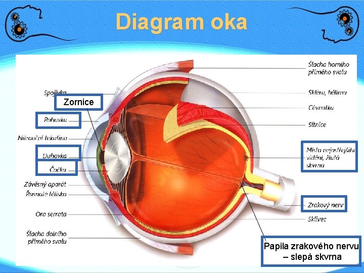 Diagram oka Zornice Papila zrakového nervu – slepá skvrna 