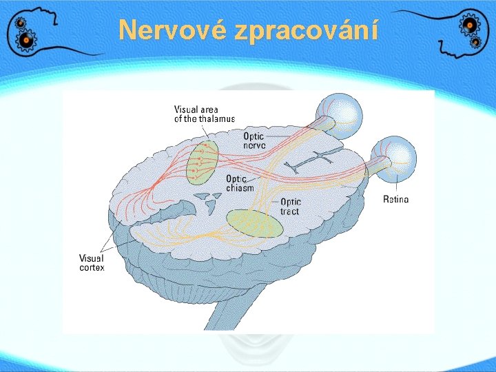 Nervové zpracování 