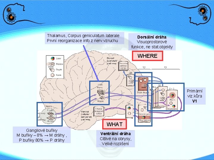 Thalamus, Corpus geniculatum laterale První reorganizace info z nerv. vzruchu Dorsální dráha Visuoprostorové funkce,