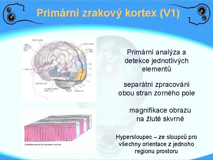 Primární zrakový kortex (V 1) Primární analýza a detekce jednotlivých elementů separátní zpracování obou