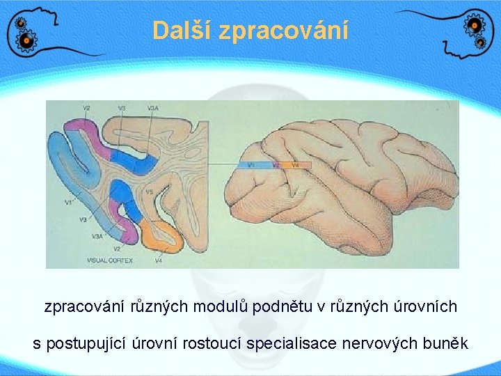 Další zpracování různých modulů podnětu v různých úrovních s postupující úrovní rostoucí specialisace nervových