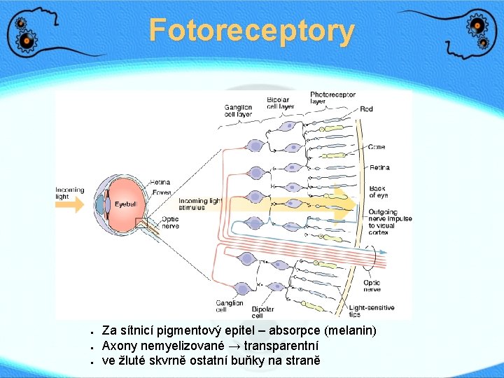 Fotoreceptory ● ● ● Za sítnicí pigmentový epitel – absorpce (melanin) Axony nemyelizované →