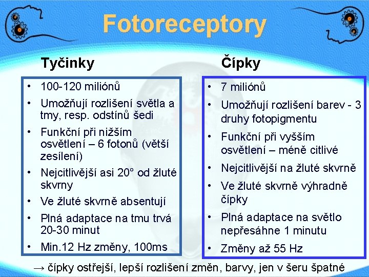 Fotoreceptory Tyčinky • 100 -120 miliónů • Umožňují rozlišení světla a tmy, resp. odstínů