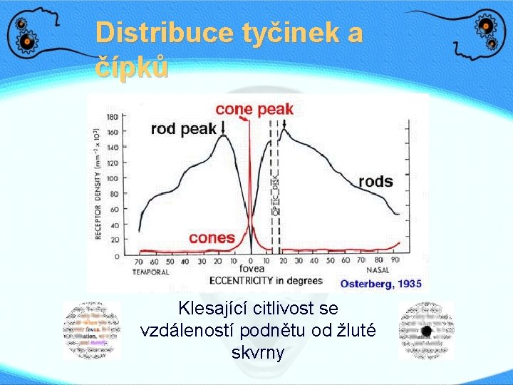 Distribuce tyčinek a čípků Klesající citlivost se vzdáleností podnětu od žluté skvrny 