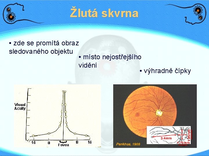 Žlutá skvrna • zde se promítá obraz sledovaného objektu • místo nejostřejšího vidění •