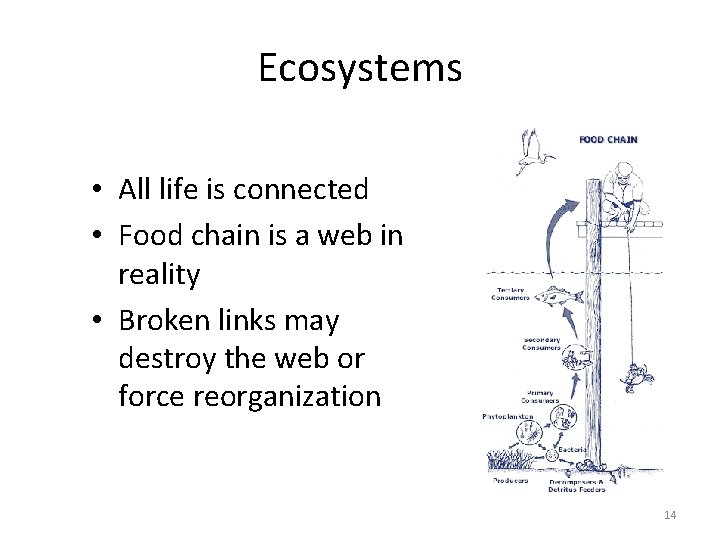 Ecosystems • All life is connected • Food chain is a web in reality