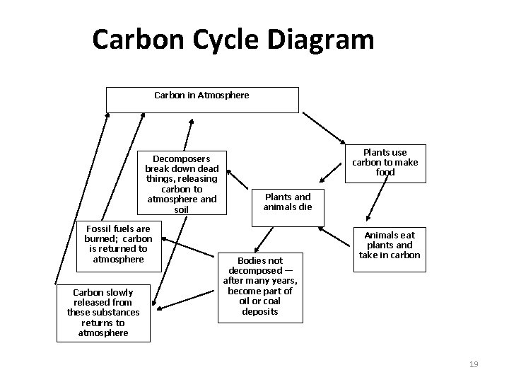 Carbon Cycle Diagram Carbon in Atmosphere Decomposers break down dead things, releasing carbon to Carbon Cycle Diagram Carbon in Atmosphere Decomposers break down dead things, releasing carbon to