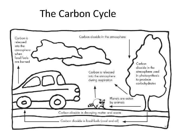 The Carbon Cycle 20 