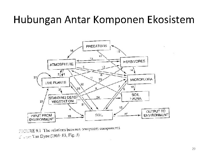 Hubungan Antar Komponen Ekosistem 29 