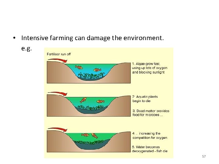• Intensive farming can damage the environment. e. g. 57 • Intensive farming can damage the environment. e. g. 57