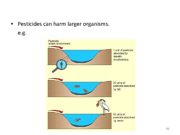 • Pesticides can harm larger organisms. e. g. 58 