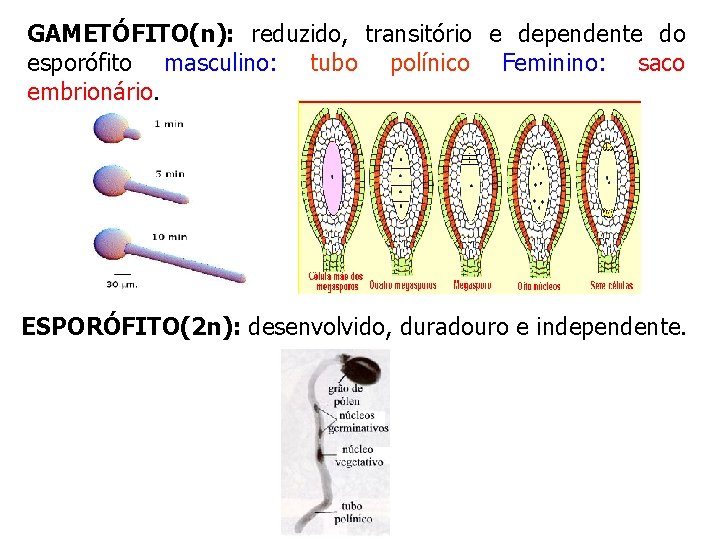 GAMETÓFITO(n): reduzido, transitório e dependente do esporófito masculino: tubo polínico Feminino: saco embrionário. ESPORÓFITO(2 GAMETÓFITO(n): reduzido, transitório e dependente do esporófito masculino: tubo polínico Feminino: saco embrionário. ESPORÓFITO(2