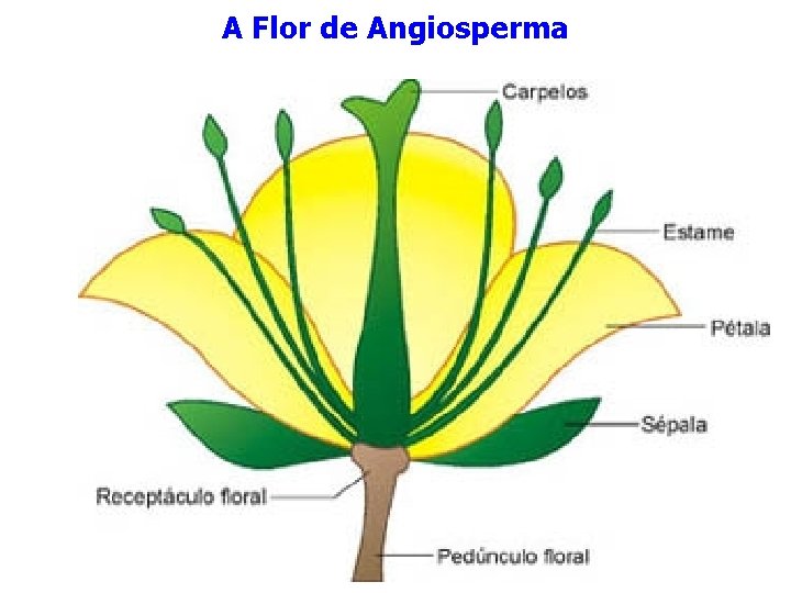 A Flor de Angiosperma A Flor de Angiosperma