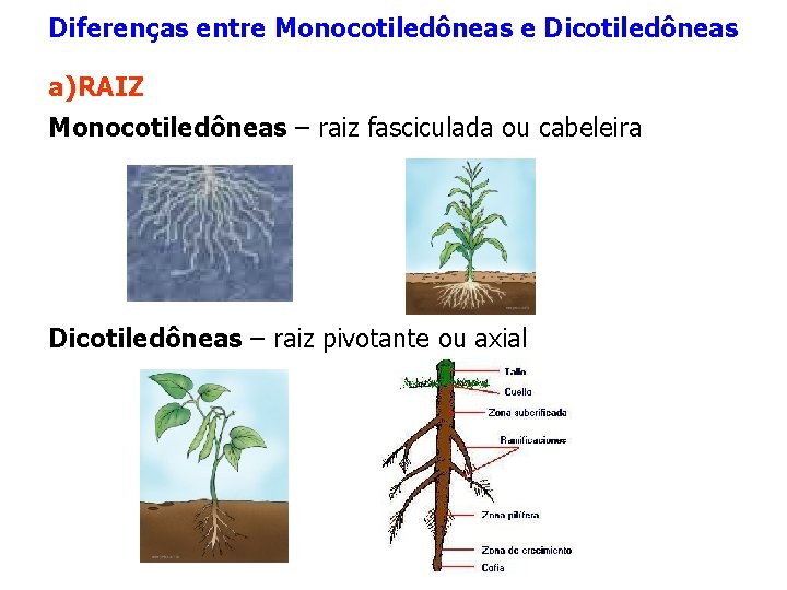 Diferenças entre Monocotiledôneas e Dicotiledôneas a) RAIZ Monocotiledôneas – raiz fasciculada ou cabeleira Dicotiledôneas Diferenças entre Monocotiledôneas e Dicotiledôneas a) RAIZ Monocotiledôneas – raiz fasciculada ou cabeleira Dicotiledôneas