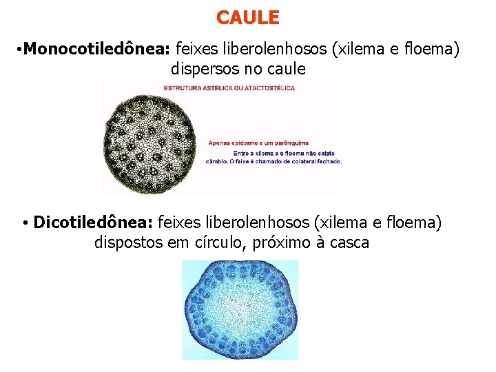 CAULE • Monocotiledônea: feixes liberolenhosos (xilema e floema) dispersos no caule • Dicotiledônea: feixes CAULE • Monocotiledônea: feixes liberolenhosos (xilema e floema) dispersos no caule • Dicotiledônea: feixes