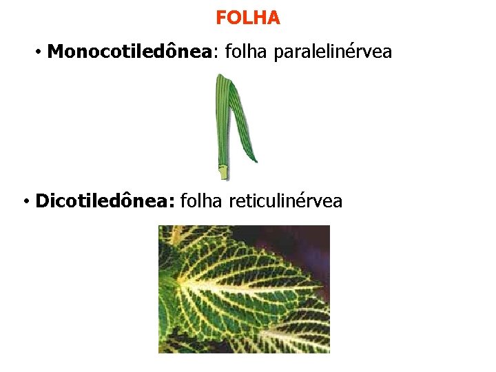 FOLHA • Monocotiledônea: folha paralelinérvea • Dicotiledônea: folha reticulinérvea FOLHA • Monocotiledônea: folha paralelinérvea • Dicotiledônea: folha reticulinérvea
