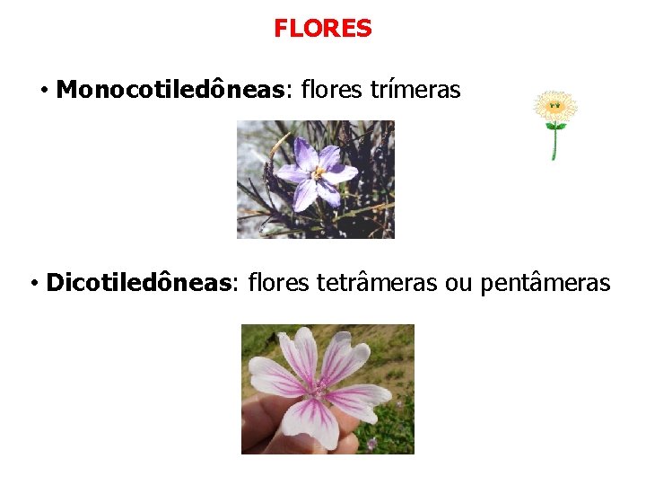 FLORES • Monocotiledôneas: flores trímeras • Dicotiledôneas: flores tetrâmeras ou pentâmeras FLORES • Monocotiledôneas: flores trímeras • Dicotiledôneas: flores tetrâmeras ou pentâmeras
