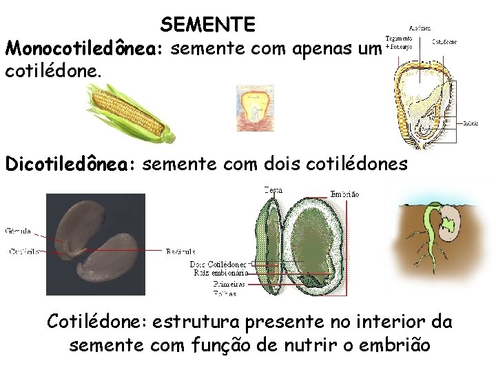 SEMENTE Monocotiledônea: semente com apenas um cotilédone. Dicotiledônea: semente com dois cotilédones Cotilédone: estrutura SEMENTE Monocotiledônea: semente com apenas um cotilédone. Dicotiledônea: semente com dois cotilédones Cotilédone: estrutura