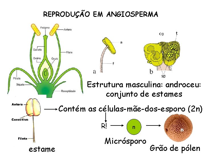 REPRODUÇÃO EM ANGIOSPERMA Estrutura masculina: androceu: conjunto de estames Contém as células-mãe-dos-esporo (2 n) REPRODUÇÃO EM ANGIOSPERMA Estrutura masculina: androceu: conjunto de estames Contém as células-mãe-dos-esporo (2 n)
