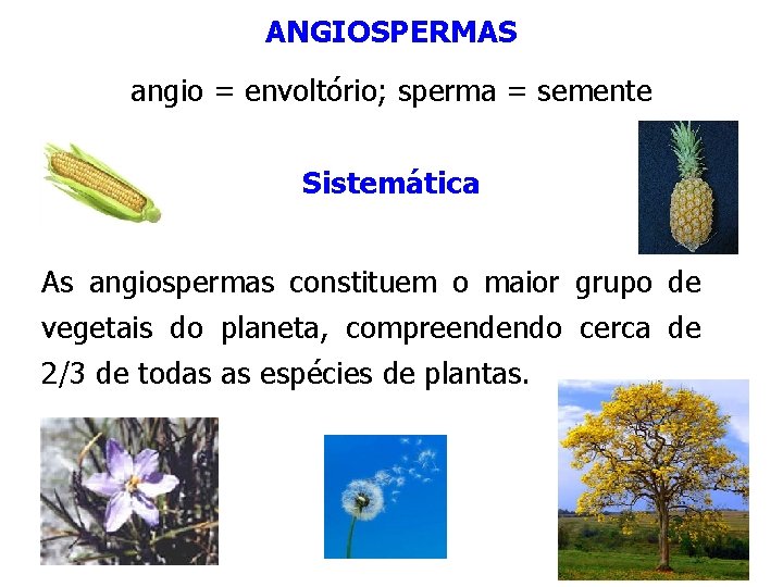 ANGIOSPERMAS angio = envoltório; sperma = semente Sistemática As angiospermas constituem o maior grupo ANGIOSPERMAS angio = envoltório; sperma = semente Sistemática As angiospermas constituem o maior grupo