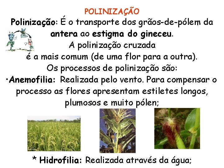 POLINIZAÇÃO Polinização: É o transporte dos grãos-de-pólem da antera ao estigma do gineceu. A POLINIZAÇÃO Polinização: É o transporte dos grãos-de-pólem da antera ao estigma do gineceu. A