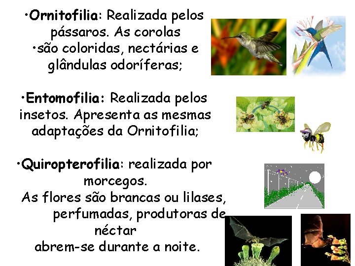 • Ornitofilia: Realizada pelos pássaros. As corolas • são coloridas, nectárias e glândulas • Ornitofilia: Realizada pelos pássaros. As corolas • são coloridas, nectárias e glândulas