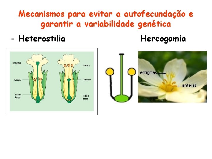 Mecanismos para evitar a autofecundação e garantir a variabilidade genética - Heterostilia Hercogamia Mecanismos para evitar a autofecundação e garantir a variabilidade genética - Heterostilia Hercogamia
