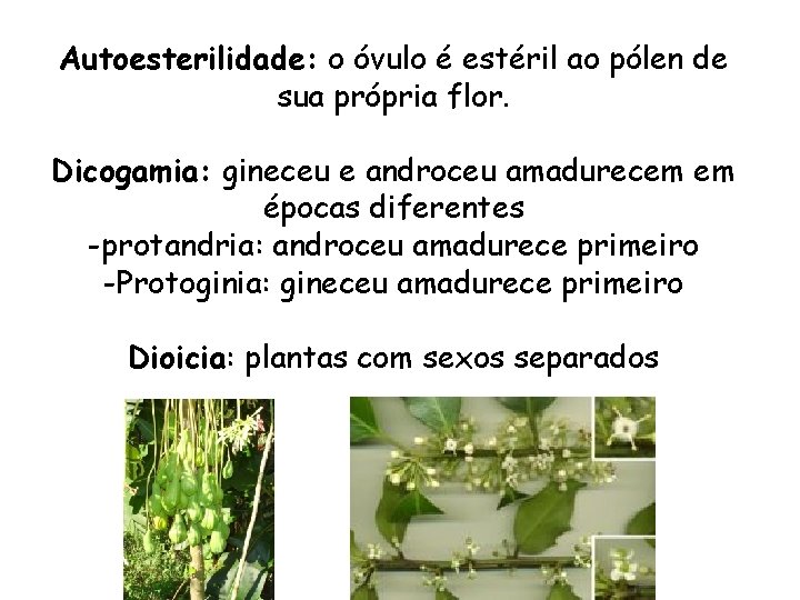 Autoesterilidade: o óvulo é estéril ao pólen de sua própria flor. Dicogamia: gineceu e Autoesterilidade: o óvulo é estéril ao pólen de sua própria flor. Dicogamia: gineceu e