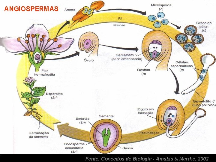 ANGIOSPERMAS Fonte: Conceitos de Biologia - Amabis & Martho, 2002 ANGIOSPERMAS Fonte: Conceitos de Biologia - Amabis & Martho, 2002