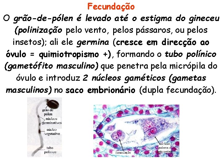 Fecundação O grão-de-pólen é levado até o estigma do gineceu (polinização pelo vento, pelos Fecundação O grão-de-pólen é levado até o estigma do gineceu (polinização pelo vento, pelos
