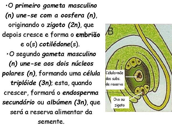 • O primeiro gameta masculino (n) une-se com a oosfera (n), originando o • O primeiro gameta masculino (n) une-se com a oosfera (n), originando o