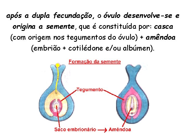 após a dupla fecundação, o óvulo desenvolve-se e origina a semente, que é constituída após a dupla fecundação, o óvulo desenvolve-se e origina a semente, que é constituída