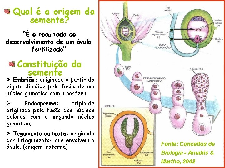 Qual é a origem da semente? “É o resultado do desenvolvimento de um Qual é a origem da semente? “É o resultado do desenvolvimento de um
