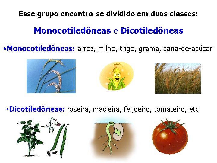 Esse grupo encontra-se dividido em duas classes: Monocotiledôneas e Dicotiledôneas • Monocotiledôneas: arroz, milho, Esse grupo encontra-se dividido em duas classes: Monocotiledôneas e Dicotiledôneas • Monocotiledôneas: arroz, milho,