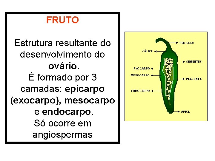 FRUTO Estrutura resultante do desenvolvimento do ovário. É formado por 3 camadas: epicarpo (exocarpo), FRUTO Estrutura resultante do desenvolvimento do ovário. É formado por 3 camadas: epicarpo (exocarpo),