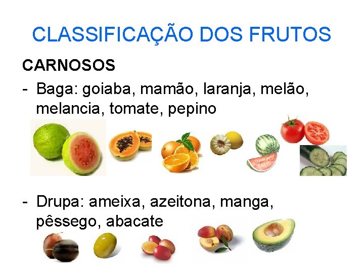 CLASSIFICAÇÃO DOS FRUTOS CARNOSOS - Baga: goiaba, mamão, laranja, melão, melancia, tomate, pepino - CLASSIFICAÇÃO DOS FRUTOS CARNOSOS - Baga: goiaba, mamão, laranja, melão, melancia, tomate, pepino -