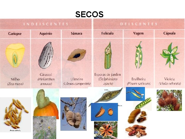 SECOS SECOS