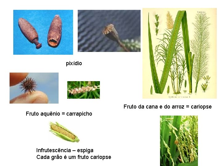 pixídio Fruto da cana e do arroz = cariopse Fruto aquênio = carrapicho Infrutescência pixídio Fruto da cana e do arroz = cariopse Fruto aquênio = carrapicho Infrutescência