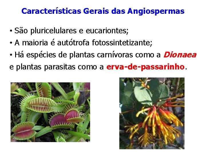 Características Gerais das Angiospermas • São pluricelulares e eucariontes; • A maioria é autótrofa Características Gerais das Angiospermas • São pluricelulares e eucariontes; • A maioria é autótrofa